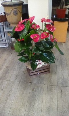 Caja de anturium rojo 70 cm.alto.